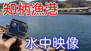 【愛知釣り場】知柄漁港の釣り場ポイント紹介と水中映像！サビキやヒイカおすすめ！【蒲郡市】