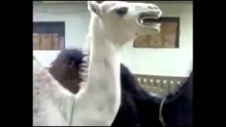 Peter Griffin Camel