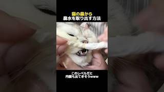 猫の鼻から鼻水を取り出す方法