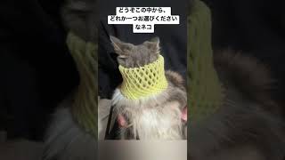 かわいすぎて選べない・・・【ノルウェージャンフォレストキャット】【子猫】