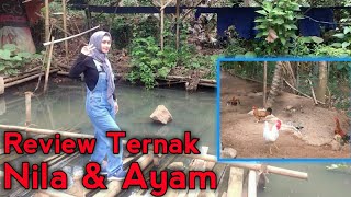 Review Ternak Nila & Ayam Kampung