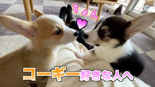 【ぽんとでん】ストレス社会にはコーギー兄弟の子犬動画を🌍corgi brothers get you be no stress.