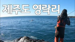 [턱스피싱] 제주도 영락리 포인트 설명, 그리고 돌고래