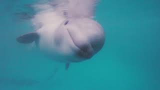 Baby Beluga Sounds