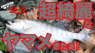 奥秩父で源流に潜む岩魚・山女に挑む！『秩父横チンの源流トラウト』ハンドメイドルアーで渓流ルアーフィッシング Trout fishing in Japan