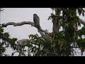 gyrfalcon falco rusticolus בז צפון