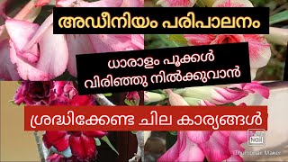 അഡീനിയം ചെടിയുടെ പരിപാലനം/ധാരാളം പൂക്കൾ വിരിഞ്ഞു നിൽക്കുവാൻ ശ്രദ്ധിക്കേണ്ട ചില കാര്യങ്ങൾ.