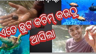 ଛଟ କଚିମ ପାଣି ରେ ଛାଡି ଦେଲୁ