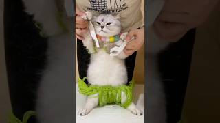 😯Cute cat belly dance😻💕 #funny #cat #kitten #cute #cutecat #youtubeshorts #cuteanimals #shorts