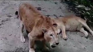 നാഗരാജിന് പിന്നാലെ ബിന്ദുവും ചത്തു; നെയ്യാര്‍ സവാരി പാര്‍ക്ക് അടച്ചുപൂട്ടേണ്ട അവസ്ഥ | Neyyar Lions P