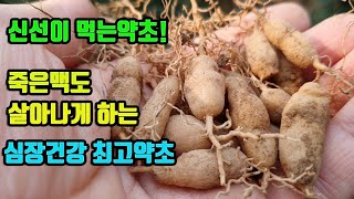 맥문동-폐가 윤활해지며, 마른입에 침이나오고, 노인도 힘이솟는다! 맥이 약해 기력이없는 사람도 심장을 힘차게 뛰게하는 약초