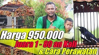 Cara Perawatan Kacer Muda Harga 950 ribu Bisa Juara 1 Puluhan Kali | Kacer Petruk