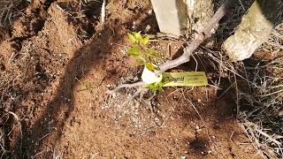 situazione in campo dei kiwi gialli varietà Jintao con piantine di boundy