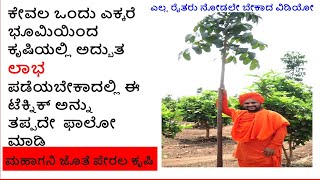 ಮಹಾಗನಿಯಲ್ಲಿ ಯಶಸ್ವಿ ಪೇರಲ(ಸೀಬೆ) ಕೃಷಿ(Mahogany with Guava Cultivation)-8660104878#Mahogany