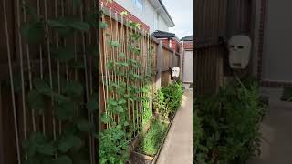 Garden Design, Home Garden #187 Simple New Viral Video,#Shorts