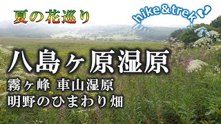 【八島ヶ原湿原\u0026ひまわり畑】🚗夏の花を堪能しよう！ということで、長野県の高原をウロウロ。そこには夢のような高山植物の世界が広がっていました。そして最後は向日葵締めくくり。夏の花満喫コースです。