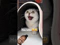 aayo hai feri cat comedy funny trendingshorts 😅😅😅😅