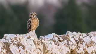 Short eared owl