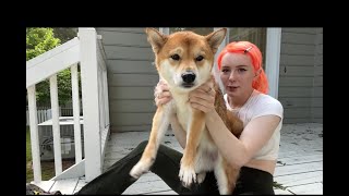 Meowri and Her Wet Shiba