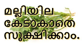 ഇതുപൊലെ ചെയ്യതാൽ മല്ലിയില മാസങ്ങളോം കേടാകാതെ സുക്ഷിച്ചു വെയ്ക്കാം