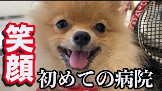 初めての病院で笑う子犬のポメラニアン！