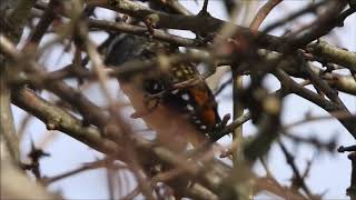 Spotted Pardalote call.