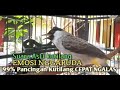 suara kutilang tua🦜agar burung kalian meniru