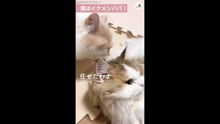 ひと休みするママ猫に代わって育児参加するパパ♡