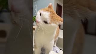 小猫咪的嘴巴凑凑的记录猫咪日常 猫咪 我和我的猫 橘猫