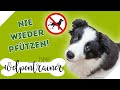 Nie wieder Pfützen! 🐕 Hilfreiche Tipps zur Stubenreinheit | Der Welpentrainer | sixx