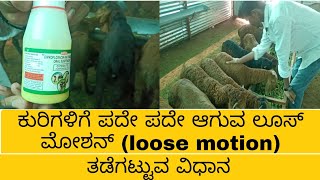 ಕುರಿಗಳಿಗೆ ಪದೇ ಪದೇ ಆಗುವ ಲೂಸ್ ಮೋಶನ್ (loose motion ) ತಡೆಗಟ್ಟುವಿಕೆ #goatloosemotion #sheeploosemotion