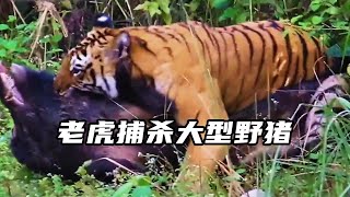 老虎捕殺野豬，動作快准狠，鱷魚卻想趁火打劫！#nature #wildlife #animal #wildanimals #animals #猛獸世界  #動物