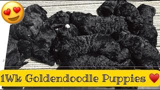 ONE WEEK OLD GOLDENDOODLE PUPPIES?!* Finally getting a GOLDENDOODLE?*  |  R HOUSE