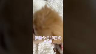 保護猫  生後15日 保護13日目の記録