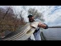 INSANE Striped Bass Fishing from Shore