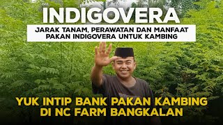 INDIGOVERA: YUK INTIP BANK PAKAN KAMBING DI NC FARM BANGKALAN MADURA. JOOOSS..