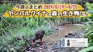 【今週のまとめ】ヤンバルクイナと森の生き物たち・沖縄やんばる生き物ライブ配信　2024年34週