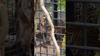 減夏■⑧ジャガー・ルナちゃん・ハクくん・沖縄こどもの国・・・Jaguar・Okinawa Zoo \u0026 Museum(20230930)