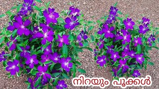 Melastoma plant propagation malayalam #viralvideo #kerala #gardening#sitout