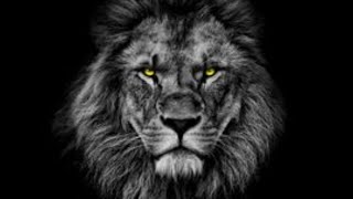Top 5 Alpha Lion Quotes