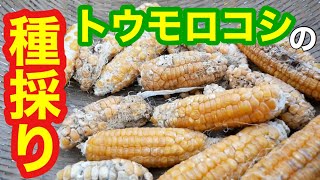 自然農のトウモロコシのタネ採り【無農薬無肥料栽培】2020年7月15～8月18日