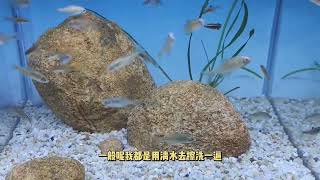 小小帅的养龟日记59#龟 #aquariumaquascape #aquarium