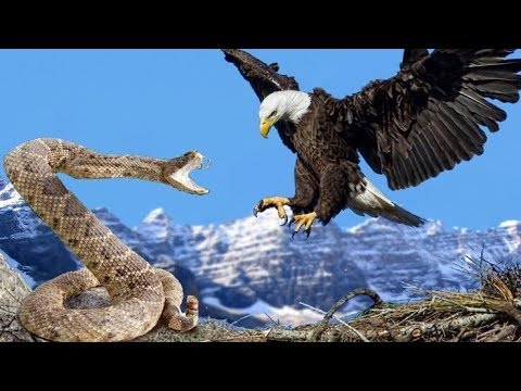 Bird Vs Snake: Brave Bird 🐦 Fighting 💪 With Snake 🐍 To Save Her Babies ...