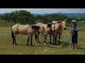 buckskin horse