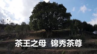 云南凤庆县，寻找3200年树龄的茶树王，探访中国滇红第一村安石村