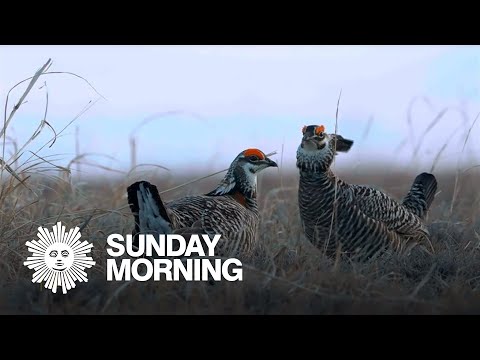 What is the lifespan of a prairie chicken?