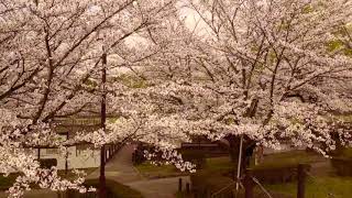 2020 桜 　２　古代蓮の里公園