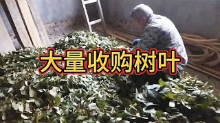 农民要翻身了，没人要树叶卖到1块钱一斤，还不限量有多少要多少