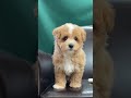 maltipoo puppies are great for indoor living