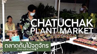 【4K】ตลาดต้นไม้จตุจักร แคคตัส 1 มิถุนายน 2566 Chatuchak Plant Market チャトゥチャック市場 バンコク 짜뚜짝꽃시장 방콕 태국